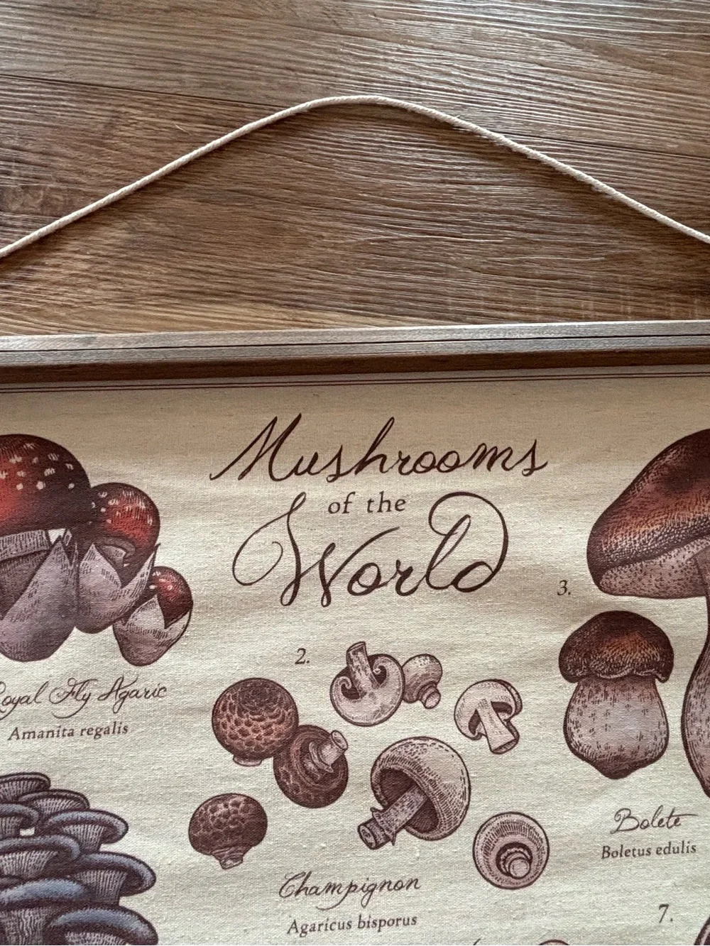 Mushrooms of the World Wall Hanging - Neutral Brown Canvas